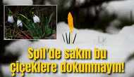 Spil'de sakın bu çiçeklere dokunmayın!