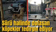 ŞEHİR MERKEZİNDE SÜRÜ HALİNDE DOLAŞAN KÖPEKLER TEDİRGİN EDİYOR