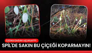 Spil'de sakın bu çiçeği koparmayın!