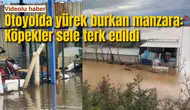 Otoyolda yürek burkan manzara: Köpekler sele terk edildi