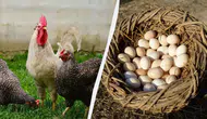 Mart ayında tavuk yemine ekleyin: Bol bol yumurtlayacaklar