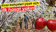 Kirazın başkenti Manisa’da sezon umut veriyor