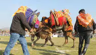 Saruhanlı’da deve güreşi festivali düzenlenecek