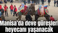 Manisa'da geleneksel deve güreşi yapılacak