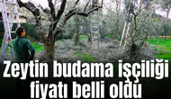 Zeytin budama işçiliği fiyatı belli oldu