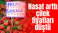 Hasat arttı çilek fiyatları düştü