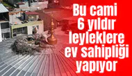 Bu cami 6 yıldır leyleklere ev sahipliği yapıyor
