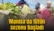 Manisa'da tütün sezonu başladı
