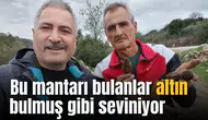 Manisa'da bu mantarı bulanlar altın bulmuş gibi seviniyor