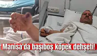 Manisa'da başıboş köpek dehşeti!