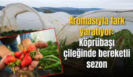 Aromasıyla fark yaratıyor: Köprübaşı çileğinde bereketli sezon
