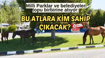 Milli Parklar ve belediyeler topu birbirine atıyor: Bu atlara kim sahip çıkacak?
