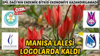 Spil Dağı’nın endemik bitkisi ekonomiye kazandırılamadı: Manisa lalesi logolarda kaldı