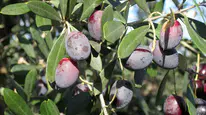 En Faydalı Zeytin Hangisi? Mor Zeytin Neden Öne Çıkıyor?