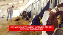 Hayvancılıkta asrın hamlesi: 108 bin hayvan dağıtılıyor