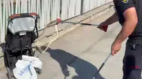 Ağaçtan bebek arabasına yılan düştü