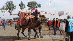 Develer kıran kırana yarıştı
