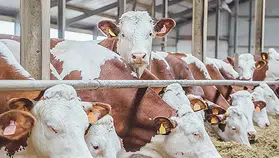 2026 kurbanlık fiyatları netleşmeye başladı: Büyükbaş ve küçükbaşta yeni rakamlar gündemde