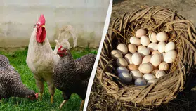 Mart ayında tavuk yemine ekleyin: Bol bol yumurtlayacaklar