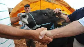 2026 kurbanlık fiyatları netleşmeye başladı: Küçükbaş ve büyükbaşta yeni aralıklar belli oldu