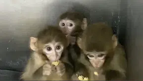 3 makak maymunu koruma altına alındı