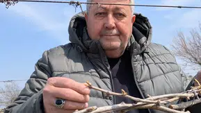 Soğuk hava üzüm bağlarını vurdu