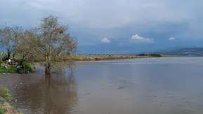 Yağışlar sonrası Manisalı çiftçinin yüzü güldü