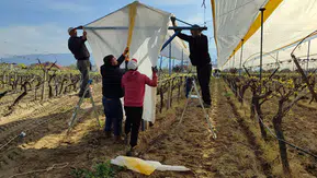 Manisa'da üzüm bağları beyaz gelinliğini giydi