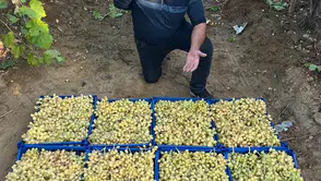 Kış ayında üzüm hasadı devam ediyor