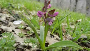 Salep Orkidesini Doğadan Toplayan Kişiye 699 Bin Liralık Ceza