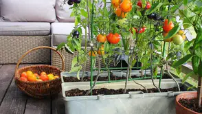 Balkonda yetişen sebze ve meyveler: Saksıda üretim yapmak isteyenlere pratik liste