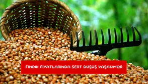 Fındık fiyatlarında sert düşüş yaşanıyor
