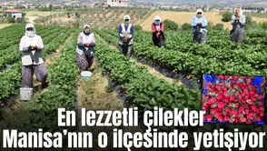 Dünya’nın çilek ihtiyacını Manisa’nın o ilçe karşılıyor
