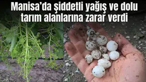 Manisa’da şiddetli yağış ve dolu tarım alanlarına zarar verdi