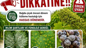 Üzüm üreticilerine ilaçlama uyarısı