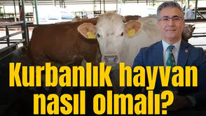 Manisa Veteriner Hekimleri Odası’ndan kurbanlık hayvan uyarısı