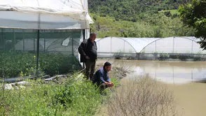 Yeşilırmak Nehri taştı, tarım arazileri sular altında kaldı