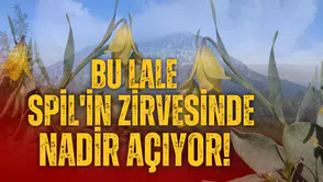 Bu lale Spil'in zirvesinde nadir açıyor!