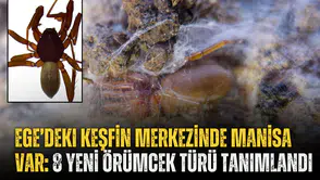 Ege’deki keşfin merkezinde Manisa var: 8 yeni örümcek türü tanımlandı