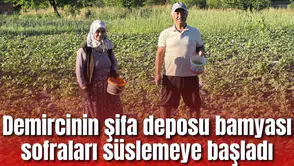 Demircinin şifa deposu bamyası sofraları süslemeye başladı