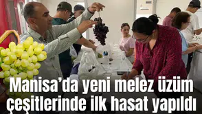 Manisa’da yeni melez üzüm çeşitlerinde ilk hasat yapıldı