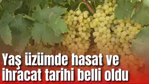 Yaş üzümde hasat ve ihracat tarihi belli oldu