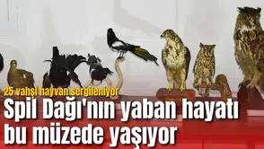 Spil Dağı'nın yaban hayatı bu müzede yaşıyor