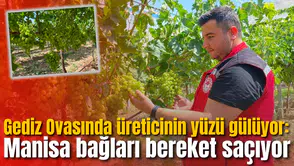 Gediz Ovasında üreticinin yüzü gülüyor: Manisa bağları bereket saçıyor