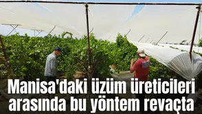 Manisa'daki üzüm üreticileri arasında bu yöntem revaçta
