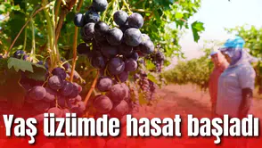 Yaş üzümde hasat başladı