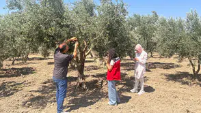 Manisa'da zeytin sineğine karşı önlem
