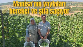 Manisa'nın yaylaları bereket ve şifa saçıyor
