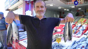 Karadeniz'de palamut balığı bereketi