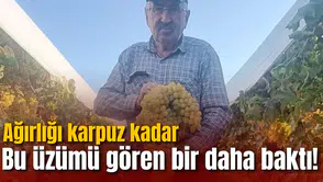 Bu üzümü gören bir daha baktı! Ağırlığı karpuz kadar
